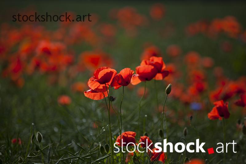 IMG_8115 field of poppies, red, green