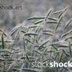 ears of grain in the wind