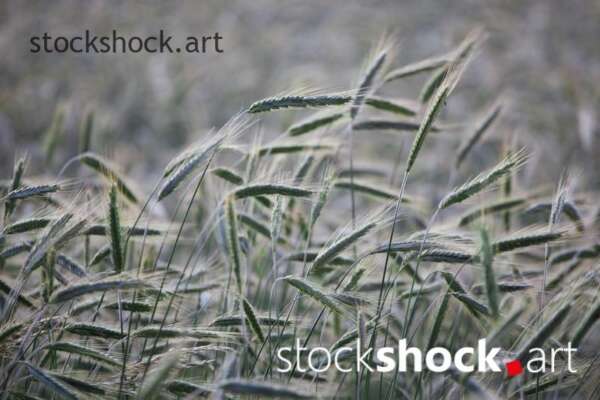 ears of grain in the wind