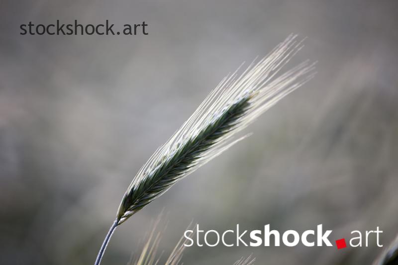 IMG_0261 ears of grain 1