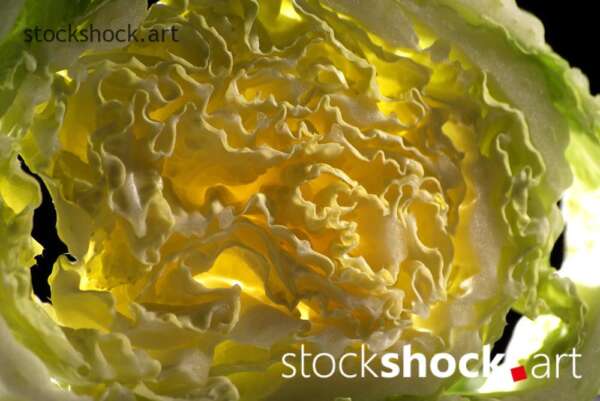 cabbage art, texture