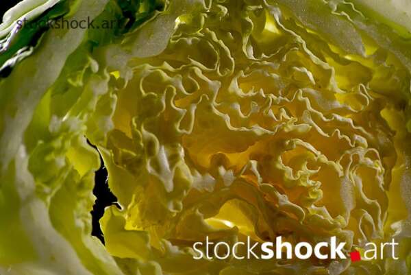 cabbage art, texture
