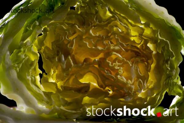 cabbage art, texture, light