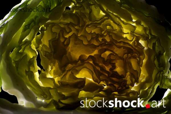 cabbage art, texture, light