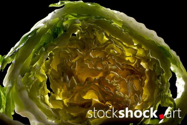 cabbage art, texture, light