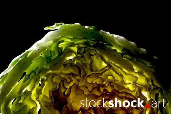 cabbage art, texture, light