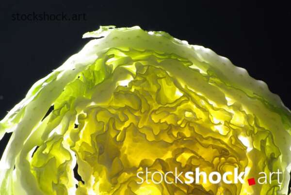 cabbage art, texture, light