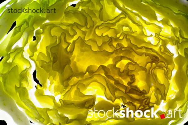 cabbage art, texture, light