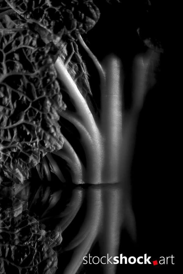 cabbage art, texture, mirror