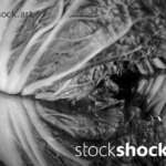 cabbage art, texture, mirror