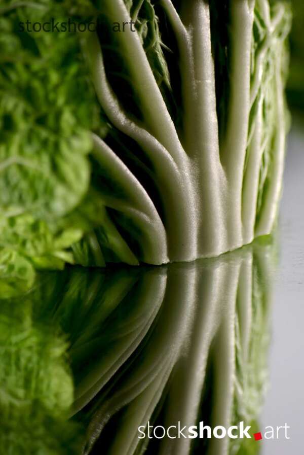 cabbage art, texture, mirror