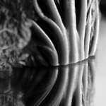 cabbage art, texture, mirror