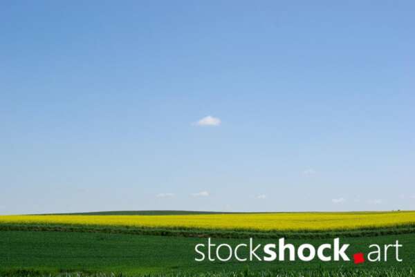 Rapeseed field against the sky