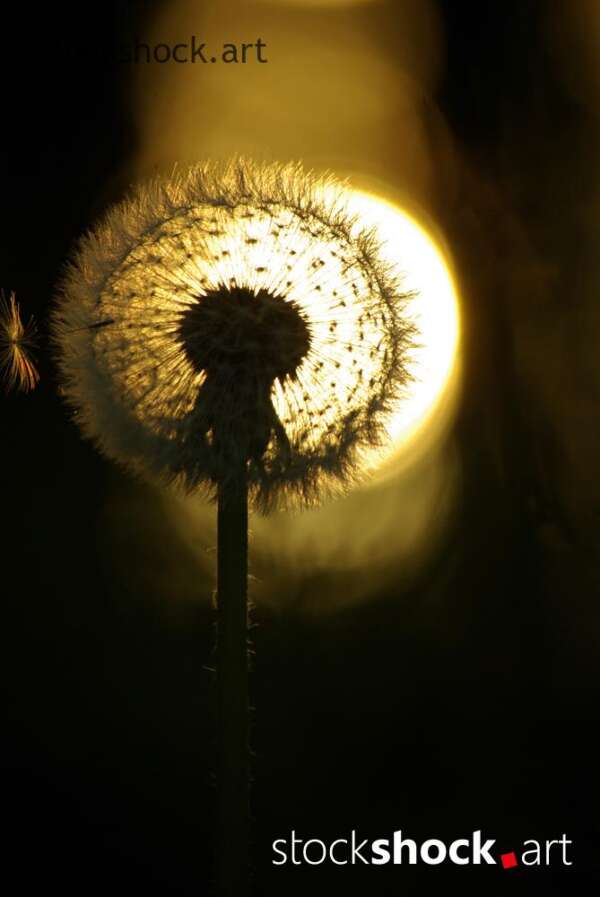 dandelion