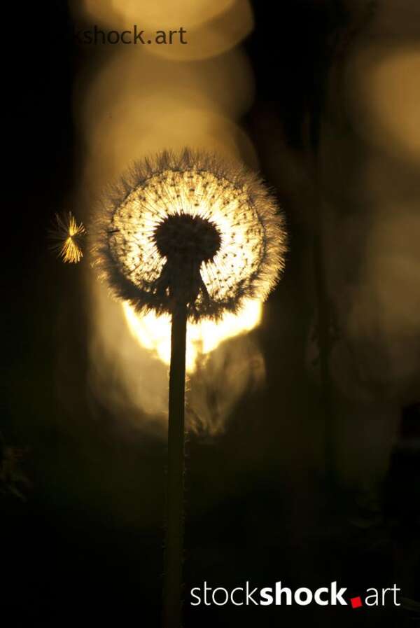 dandelion