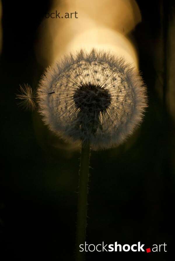 dandelion
