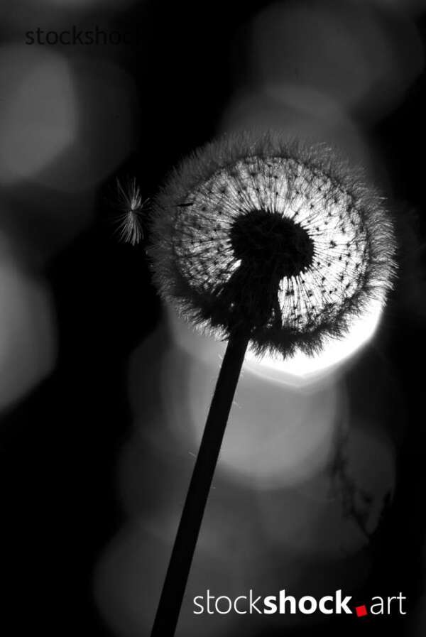 dandelion