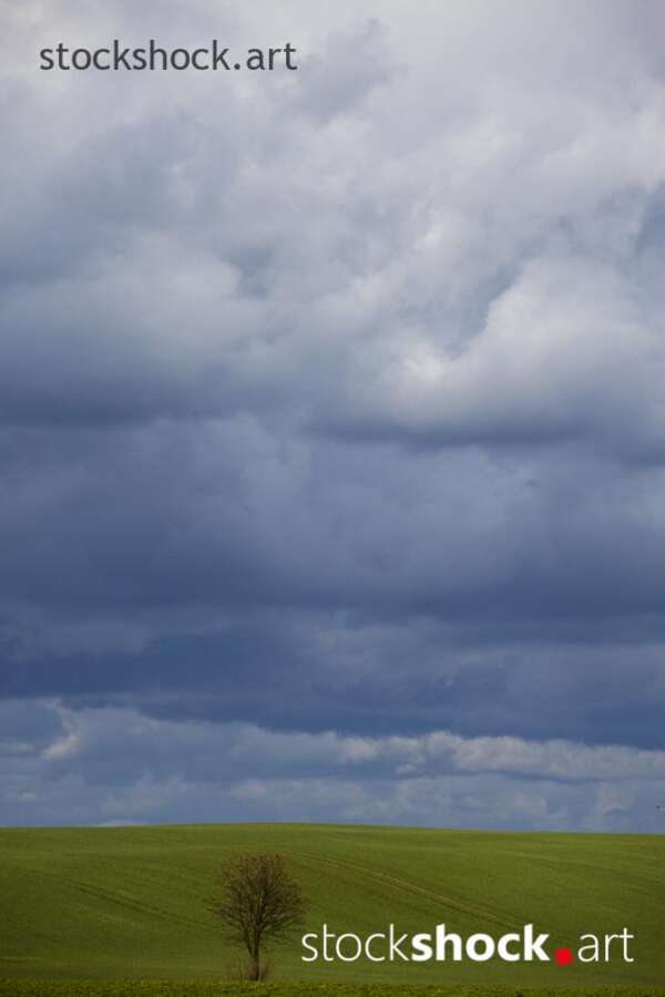 tree, clouds, sky, blue, green,