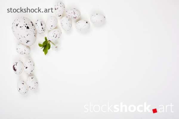 Easter eggs and a branch of blooming cherry on a white background - stock image