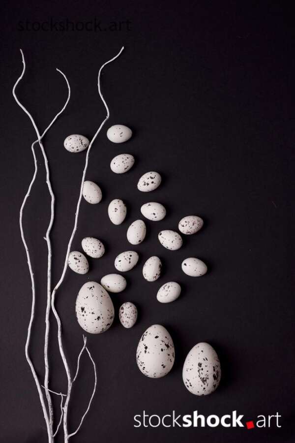 Easter. White willow branches with quail eggs on a black background.