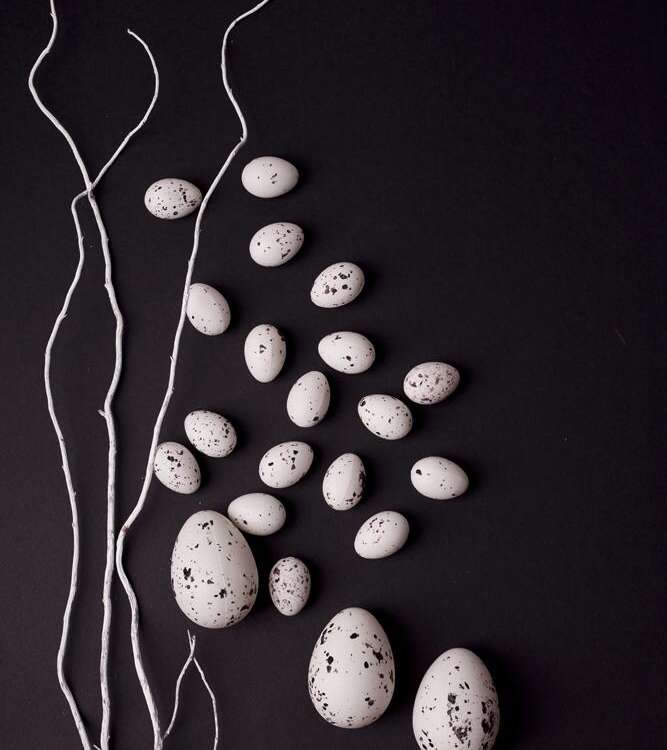 Easter. White willow branches with quail eggs on a black background.