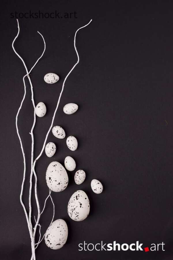 Easter. White willow branches with quail eggs on a black background - stock image
