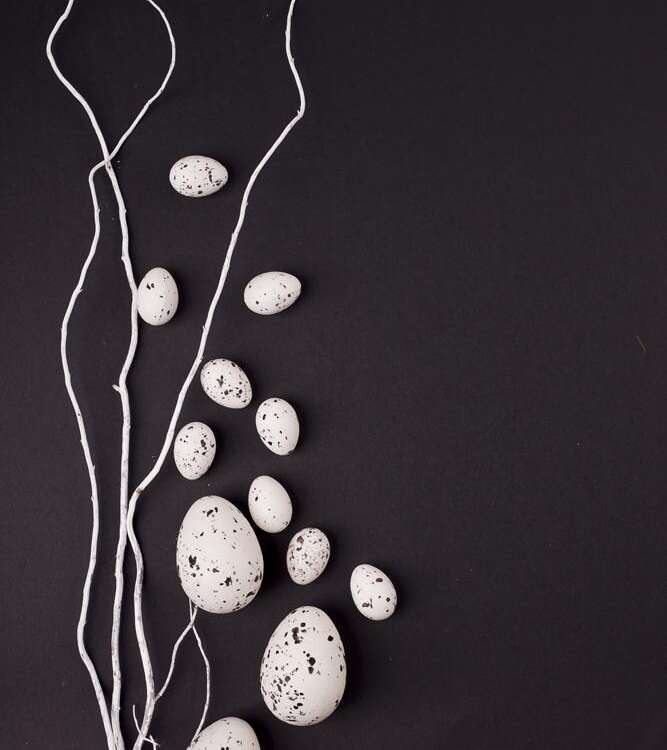 Easter. White willow branches with quail eggs on a black background - stock image