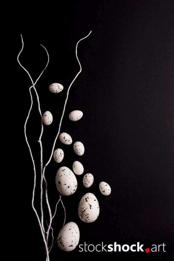 Easter. White willow branches with quail eggs on a black background - stock image