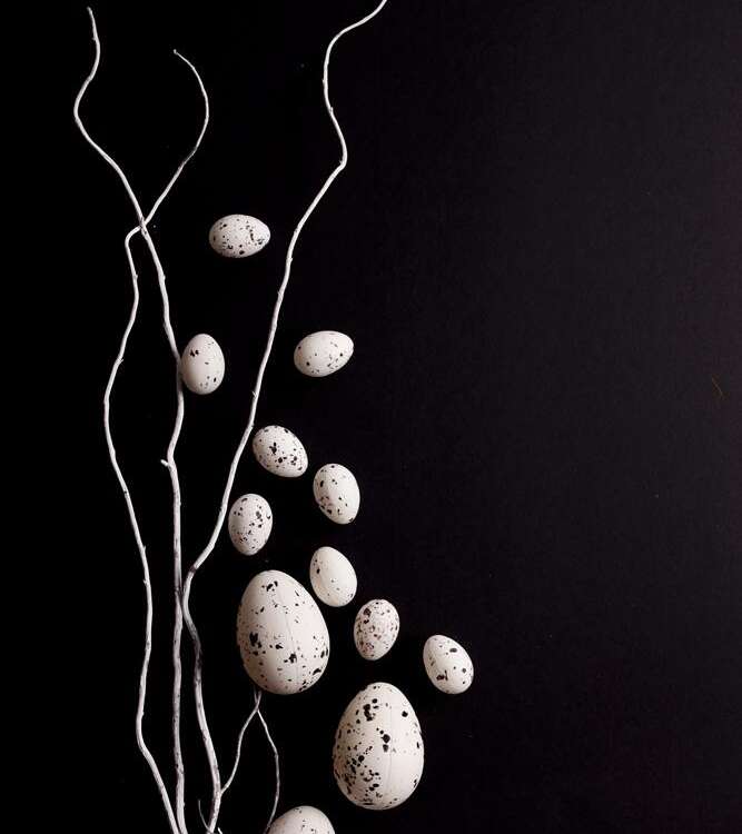 Easter. White willow branches with quail eggs on a black background - stock image