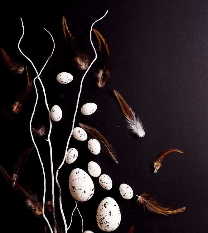 Easter. White willow branches with quail eggs on a black background - stock image