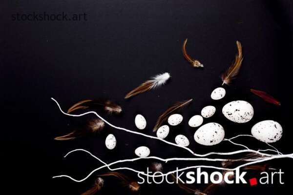 Easter. White willow branches with quail eggs on a black background - stock image