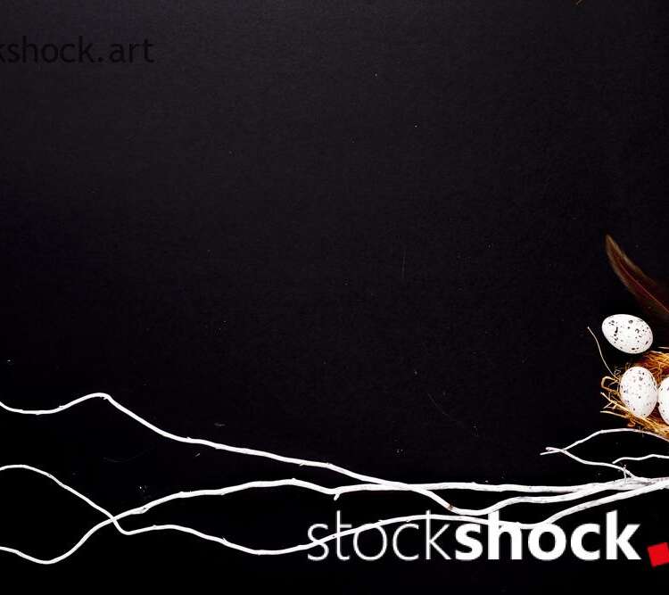 Easter. White willow branches with a nest of quail eggs on a black background.