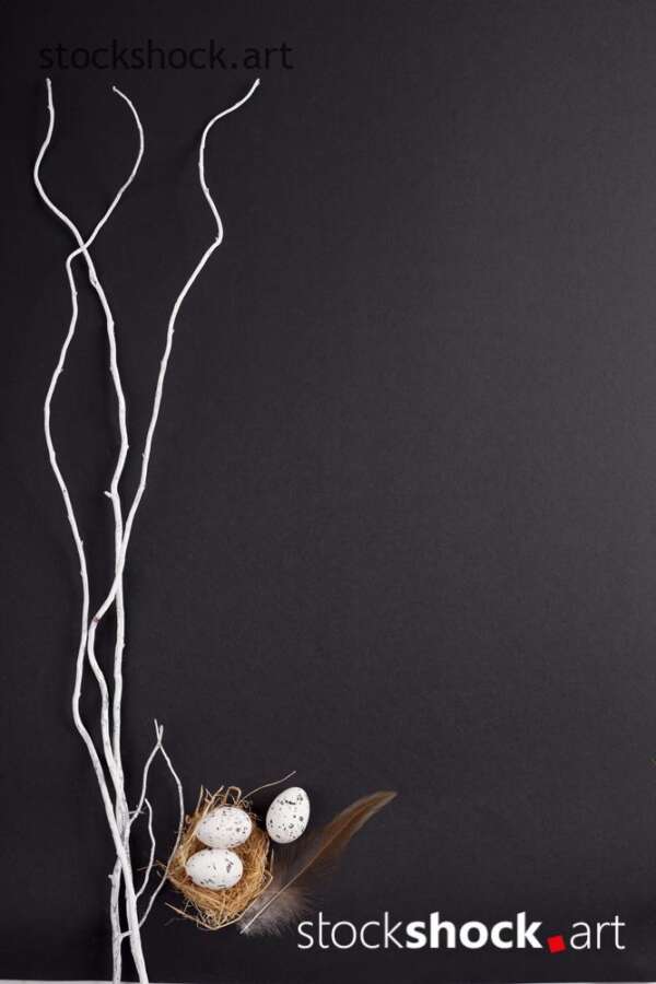 Easter. White willow branches with a nest of quail eggs on a black background - stock image