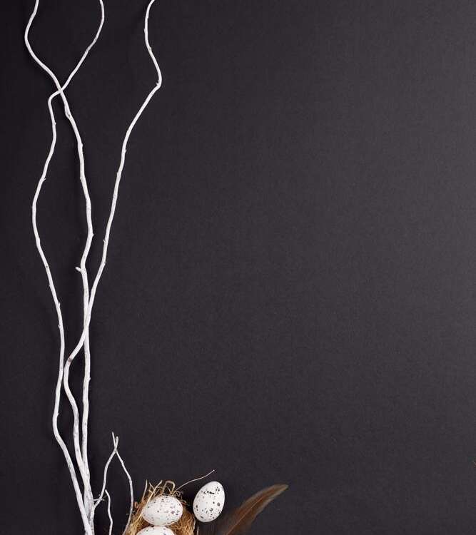 Easter. White willow branches with a nest of quail eggs on a black background - stock image
