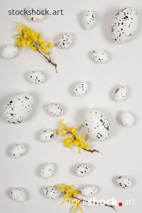 Easter eggs with forsythia on a white background