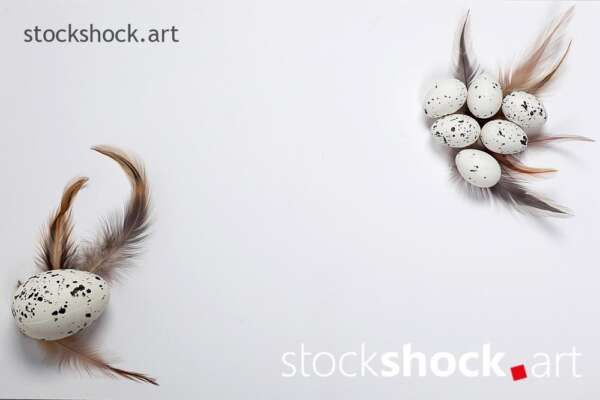 Easter eggs with feathers on a white background, quail, postcadr