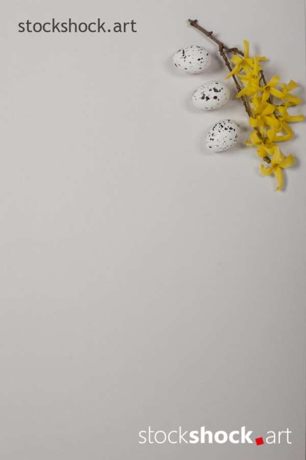 Easter eggs with forsythia on a white background