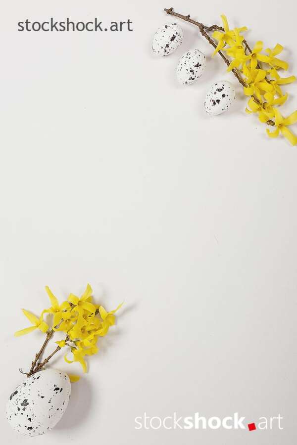 Easter eggs with forsythia on a white background