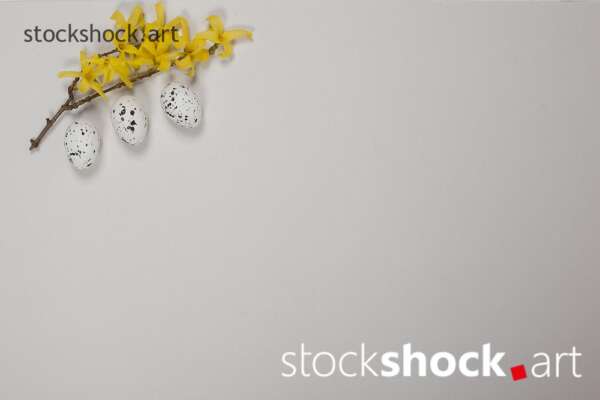 Easter eggs with forsythia on a white background