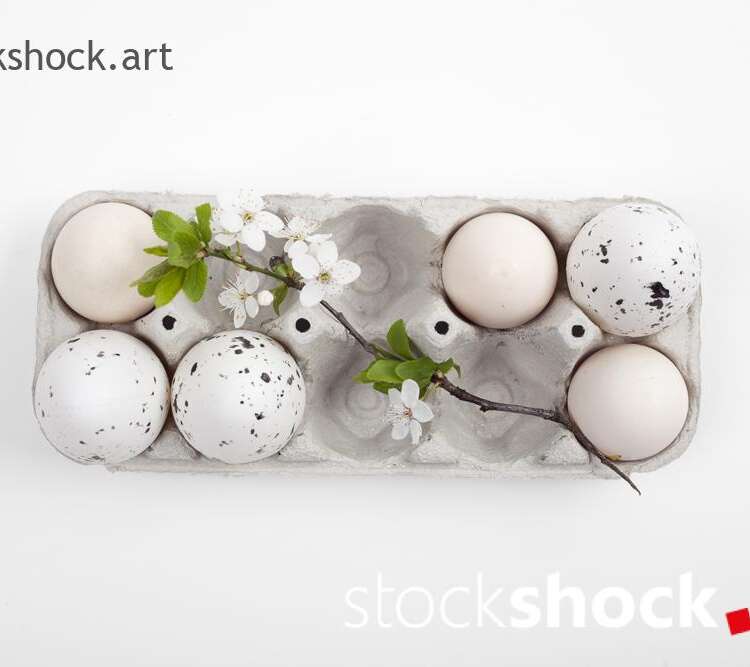 Easter. Eggs in an eco-carton with a branch of blooming cherry on a white background - stock image