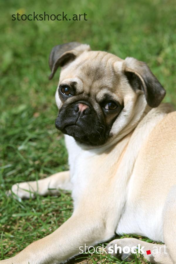 Dog, pug, mops - stock image