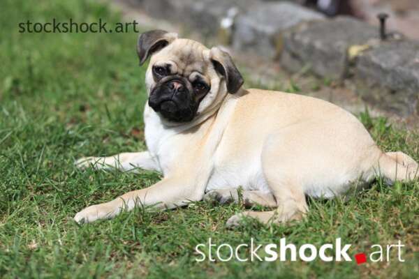 Dog, pug, mops, animals, stock image