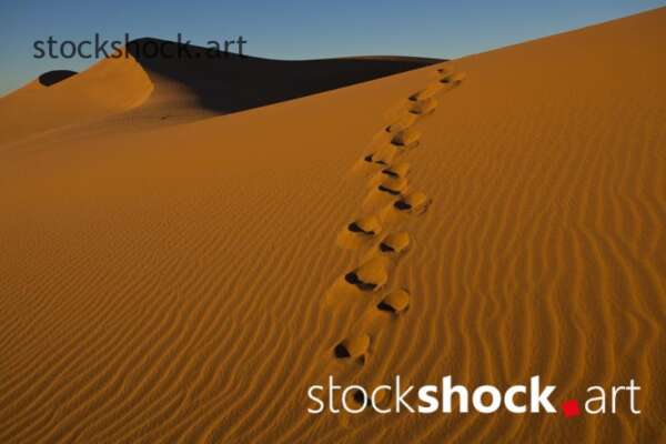 Traces in the sand, Sahara, sand, desert, blue sky - stock image
