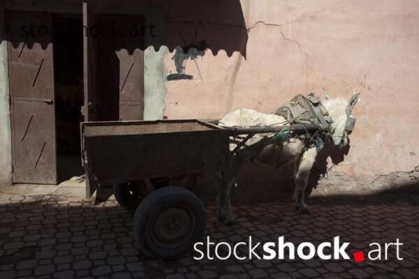 A donkey with a cart on the street in Marrakech