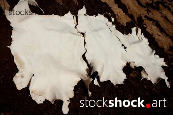 Morocco. Marrakech. Leather in the tannery just after tanning