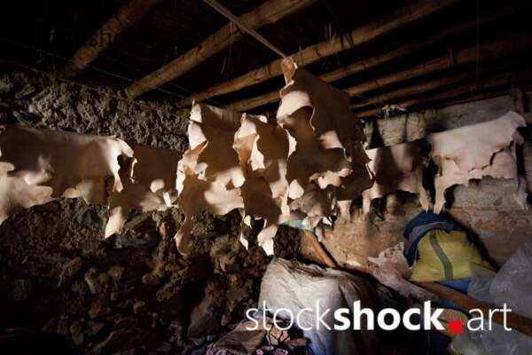Morocco. Marrakech. Leather in the tannery just after tanning