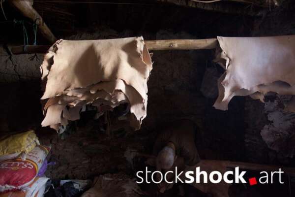 Morocco. Marrakech. Leather in the tannery just after tanning