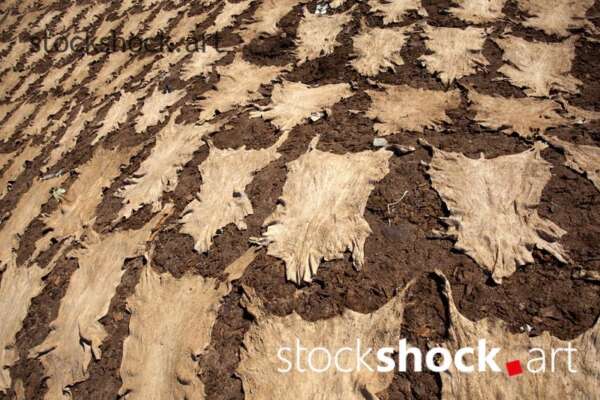 Morocco. Marrakech. Leather in a tannery drying in the sun.