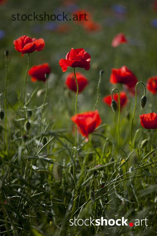 Poppies, flowers