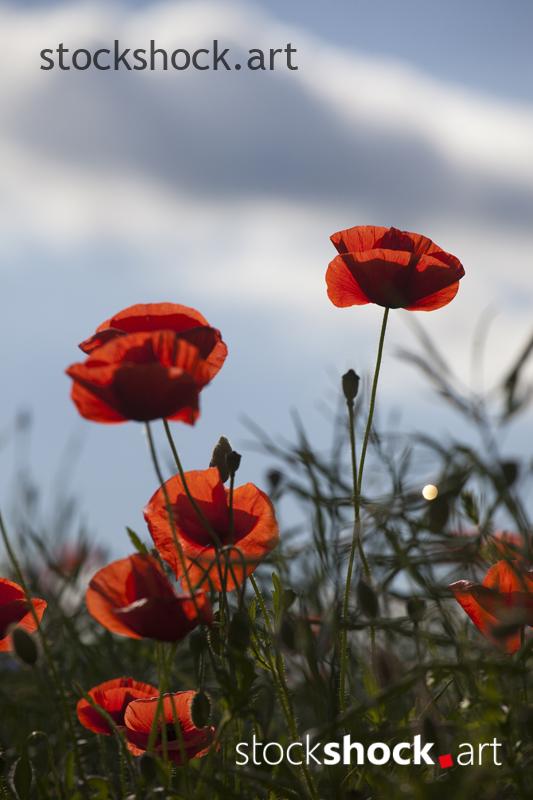 Poppies, flowers